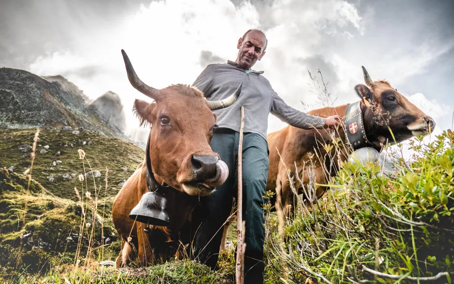 Christian Juglaret auprès de ses vaches en alpage