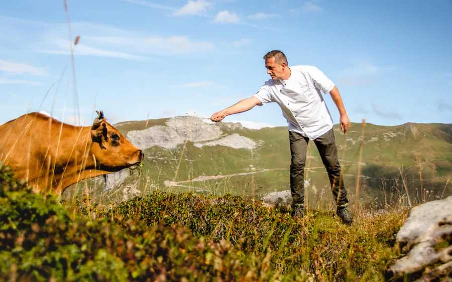 Rencontre entre un chef et une vache en alpage