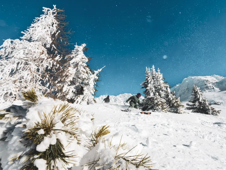 La neige fraîche sur les sapins des Arcs