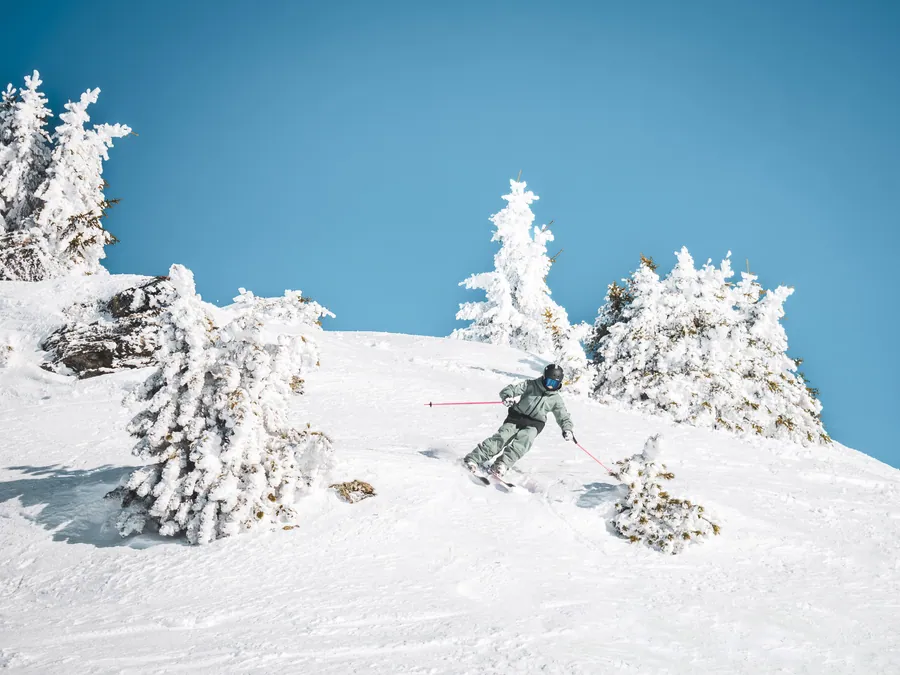 Traces de ski au milieu des sapins blancs