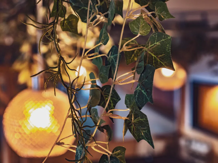 Plantes et lumière chaude dans le restaurant