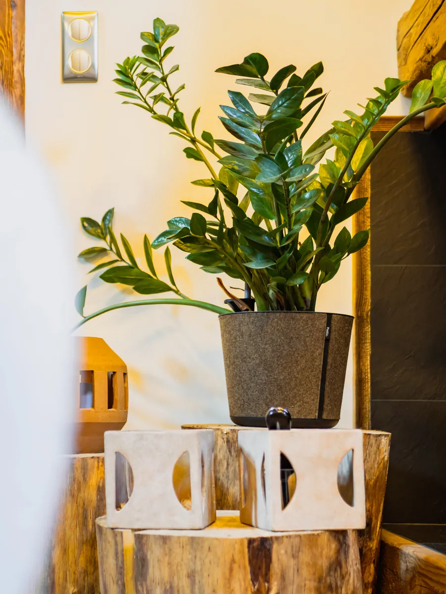 Une plante et un objet en bois dans la décoration du chalet